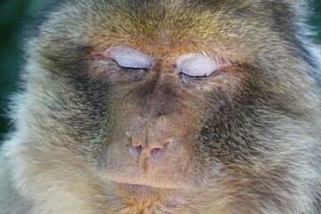 Obraz premium grand singe qui dort