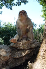 singe adulte assis sur un rocher