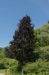 Spring Foliage of a Fastigiate Purple Beech Tree (Fagus sylvatica 'Dawyck Purple') in a Country Cottage Garden in Rural Devon, England, UK