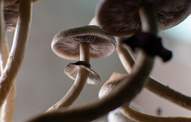 Scientific research on the effects of psilocybin mushrooms on the human body and mind © kyrylovasyliev