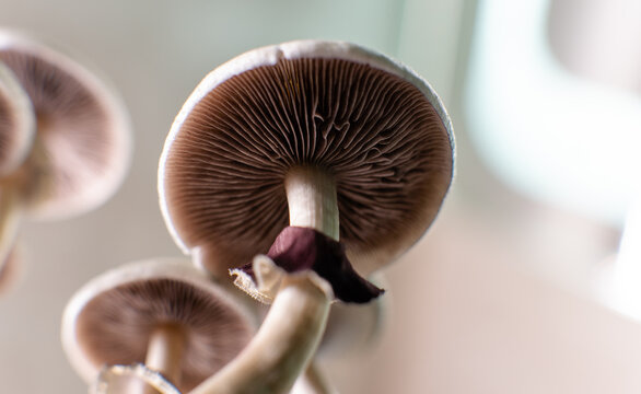 Scientific research on the effects of psilocybin mushrooms on the human body and mind