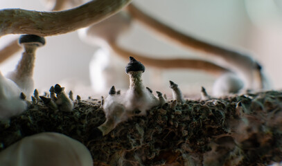 Scientific research on the effects of psilocybin mushrooms on the human body and mind