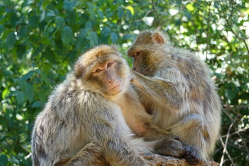 deux singes se grattent