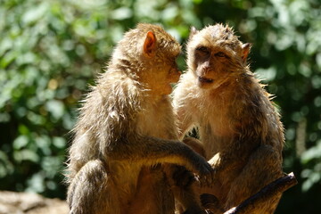 deux petits singes jouent