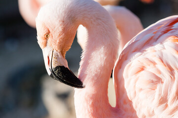 Fototapeta premium Pink gentle flamingo in sunlight. Beppu, Japan