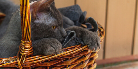 a grey cat is lying in a basket in the sun