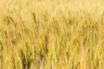 Gold background with young wheat ears on the field on a sunny day