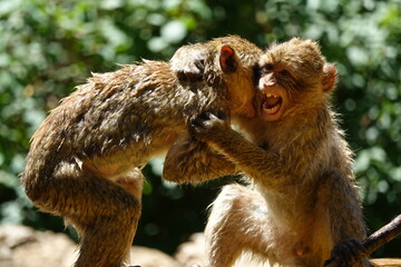 deux singes se battent