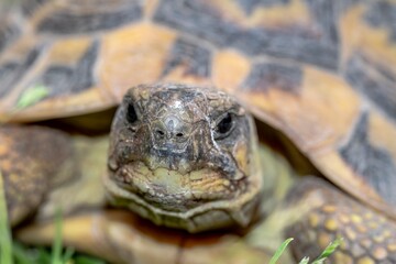 Terrestrial turtle in the garden