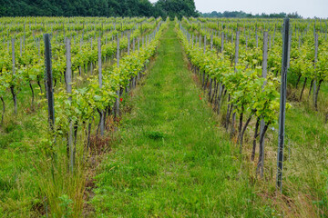 Fototapeta na wymiar Rows of young grapes in the spring, the winery in countryside. Mountains, landscape in Poland, Krakow. Vegetation, europe.