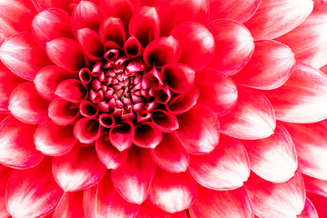 Close-up of a dahlia, Dahlia pinnata, red with the tips of white petals
