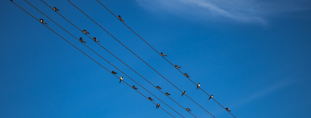 Swallows sitting on electric wires against a blue sky.