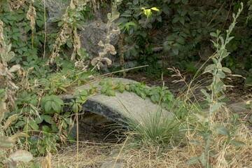 Ivy Gardens