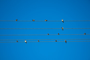 Swallows sitting on electric wires.