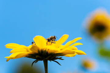 Bee on yellow flower on a bright sunny day