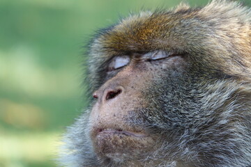 singe dort gros plan