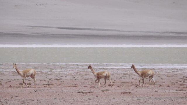Climate change in the Pampas of South America, Guanacos walking on the dry grass