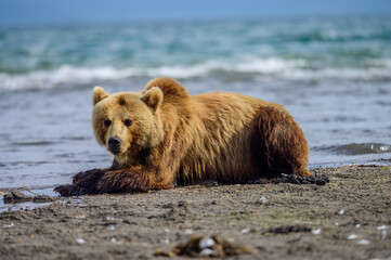 Fototapeta premium Ruling the landscape, brown bears of Kamchatka (Ursus arctos beringianus)