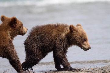Fototapeta premium Rządzące krajobrazem niedźwiedzie brunatne Kamczatki (Ursus arctos beringianus)