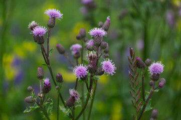Fototapeta premium Purple Flowers in the Field