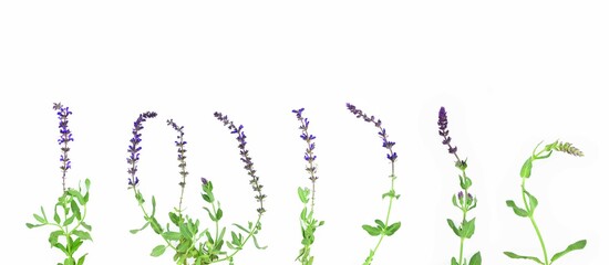 Sage flowers set. Salvia pratensis, the meadow clary or meadow sage. - obrazy, fototapety, plakaty