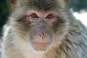 regard de singe