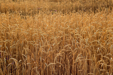 wheat field at sunset close-up	
