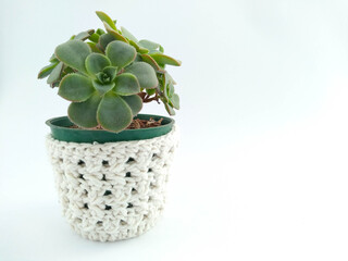 Potted plant on white background