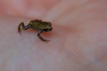 small frog placed on the palm of the hand