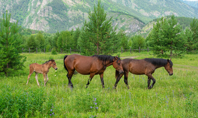 Naklejka na ściany i meble Family of horses on an alpine meadow in the mountains.