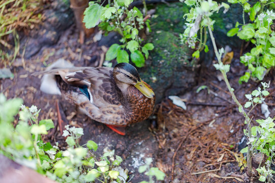 Brown duck on the green grass. Close-up, background, shallow depth of field.