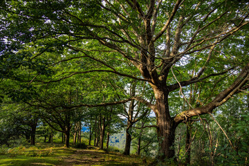 Zonas verdes, naturaleza del entorno de Zugarramurdi y Urdazubi