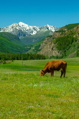 Fototapeta na wymiar Brown cow in the meadow against the background of snow-capped mountains