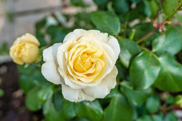 Tea rose on a green bush close-up.