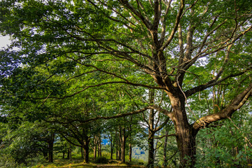 Zonas verdes, naturaleza del entorno de Zugarramurdi y Urdazubi