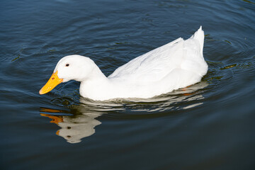Close up of Aylesbury Pekin Peking Duck low level portrait with refection in lake