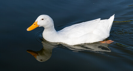 Close up of Aylesbury Pekin Peking Duck low level portrait with refection in lake