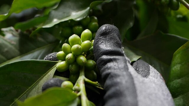 Farmer check coffee beans on the branch. Growing on a coffee plantation. Food, cultivate