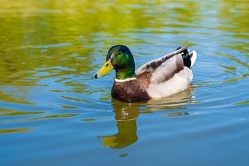 Close up of Male Drake Mallard Duck low level portrait with refection in lake