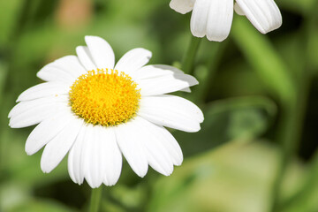 Fototapeta premium white daisy flower