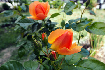 two orange rosebuds side view on a background of green leaves in the garden in summer