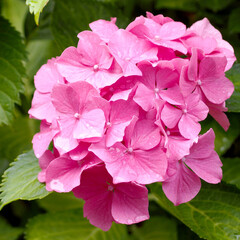 in summer the garden is full of small pink hydrangea flowers on the same branch with leaves