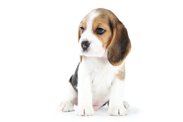 Beagle puppy dog isolated on white background