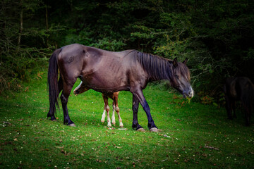 Caballos y vacas por montes de Navarra, Zugarramurdi