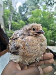 a little chick