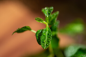 krople wody na zielonej roślinie zbliżenie © FOTOWAWA