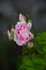 Martin Frobisher Rose