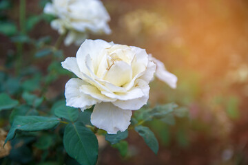Beautiful white rose closed up sensitive blur