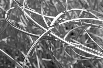 Patterns in the grass