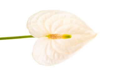 Fototapeta na wymiar beautiful anthurium flower isolated